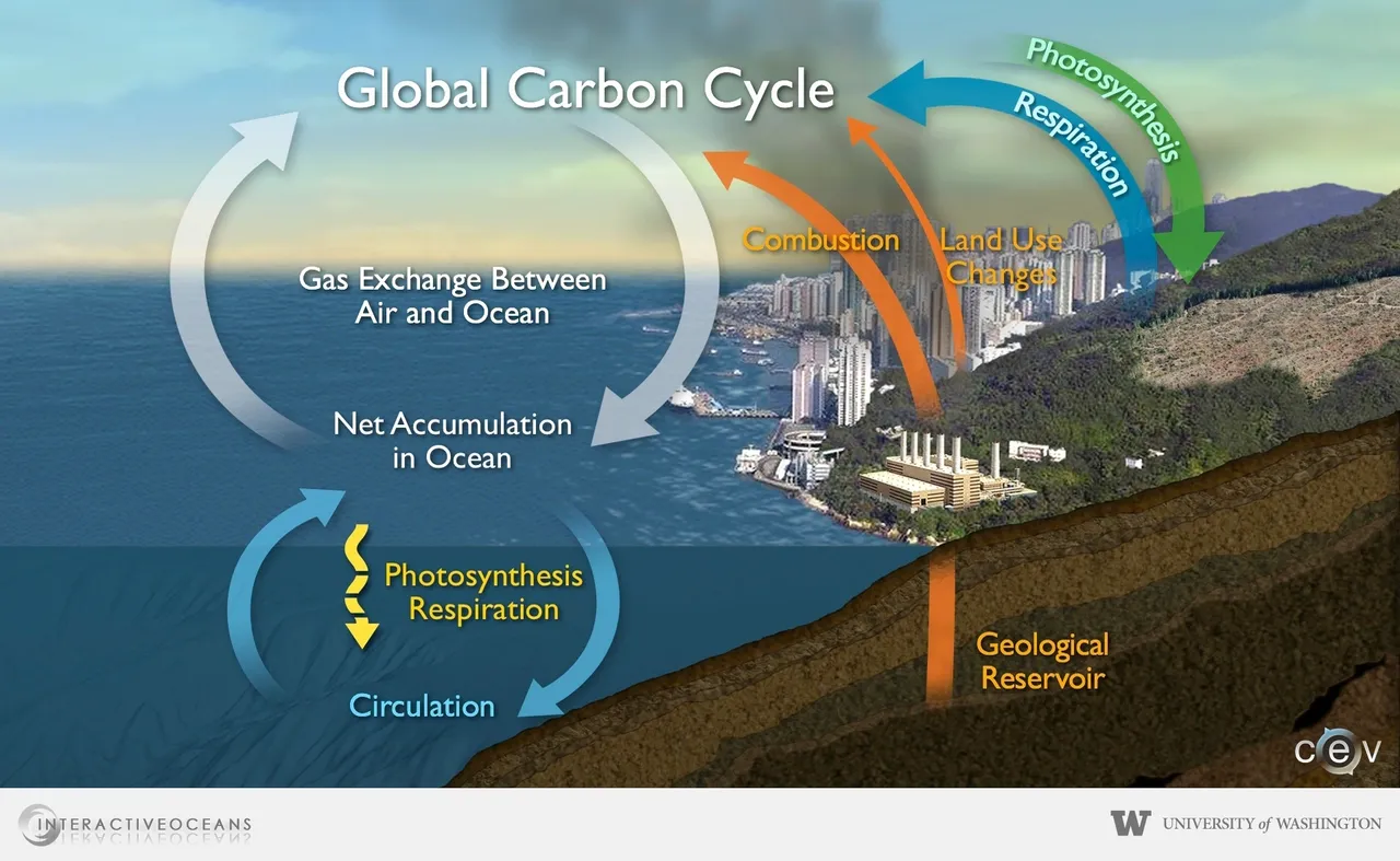 Global Carbon Cycle